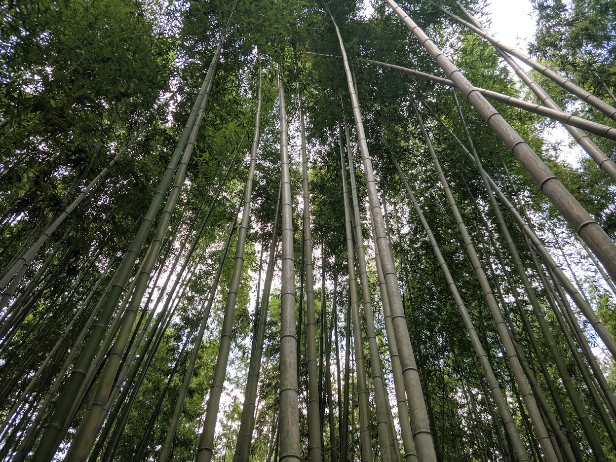 Arashiyama Bamboo Grove in Kyoto