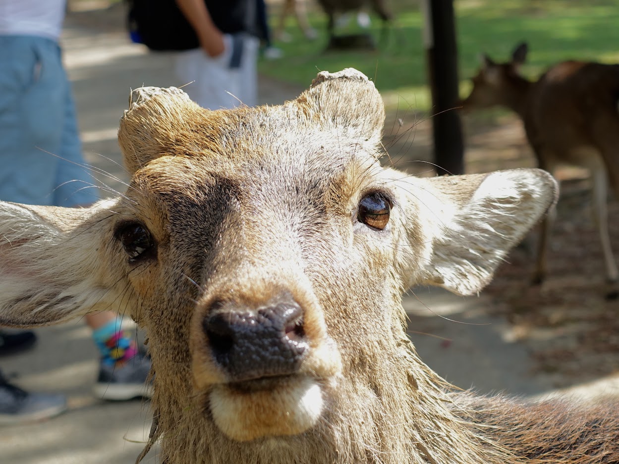 The face of a silly deer in Nara park