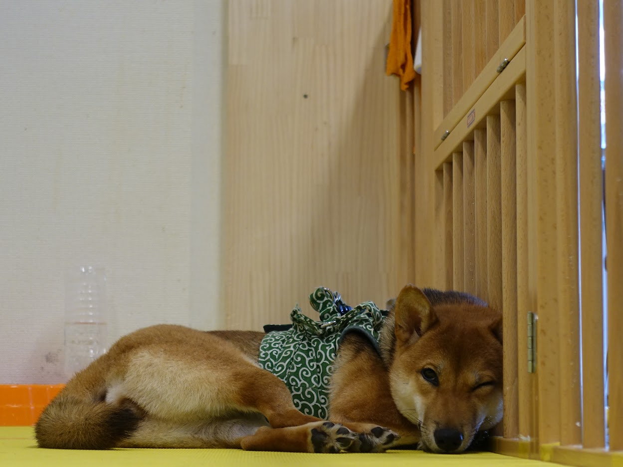 Picture of a shiba inu resting