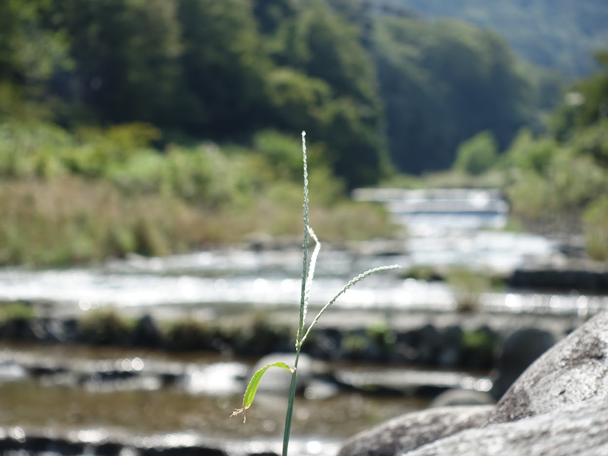 Picture of a focused twig near a river